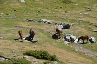 Spaziergang auf dem Gipfel