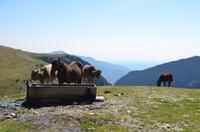Spaziergang auf dem Gipfel