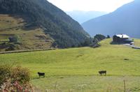 Alm am Coll d'Ordino