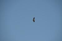 Greisender Greifvogel