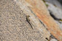 Sich sonnende Eidechse