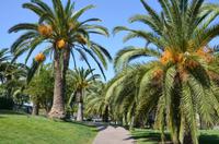 Palmenpracht in Barcelona