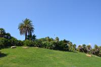 Palmenpracht in Barcelona