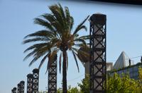 Palmenpracht in Barcelona