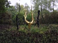 146Der Goldene Baum