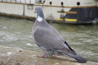 Paris im Frühling 2018  