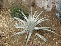 Botanischer Garten Eze