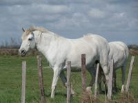 Camargue