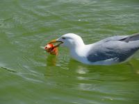 Anglerglück in den Tuillerien