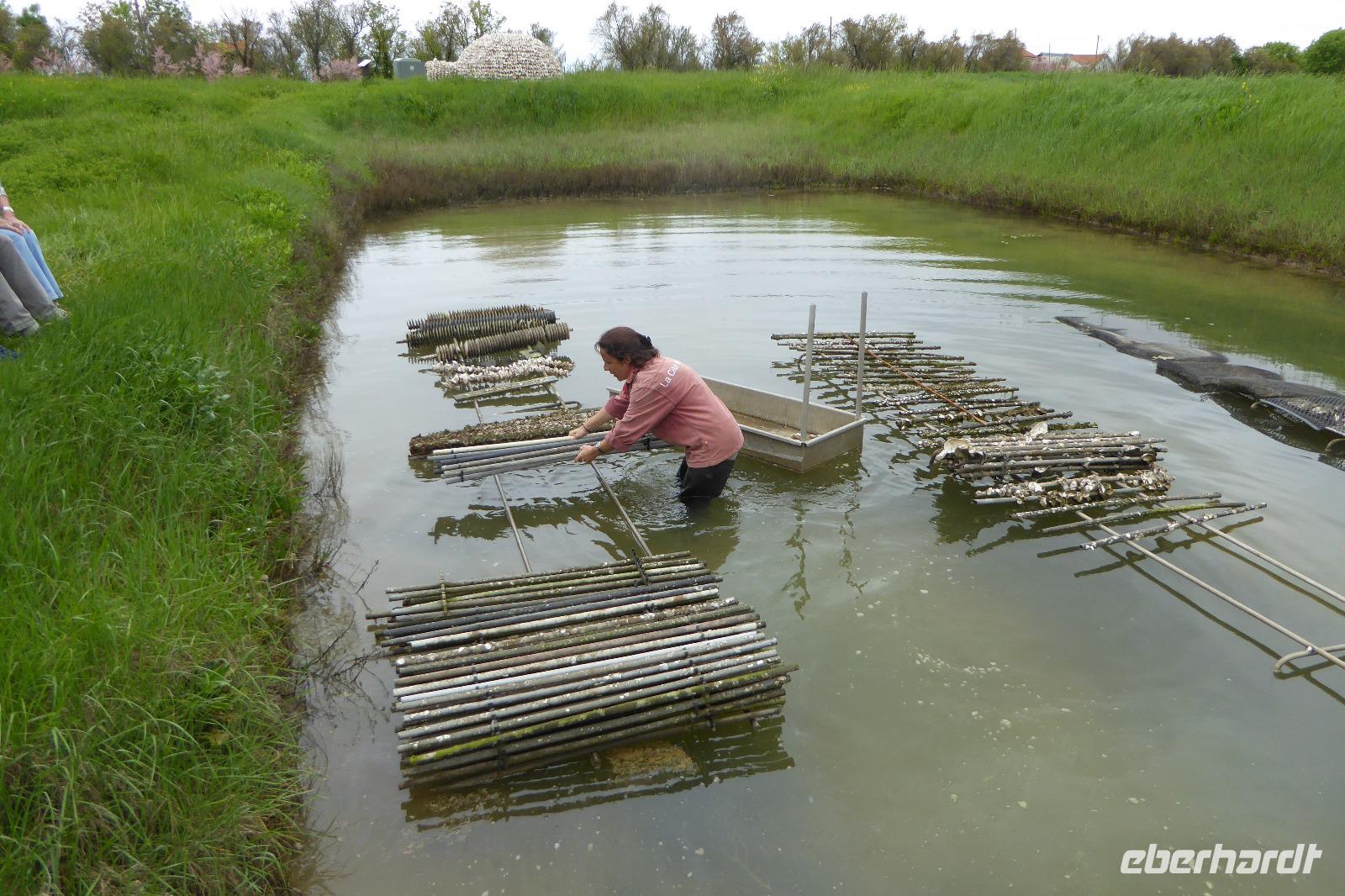 Austernzucht bei Marennes 
