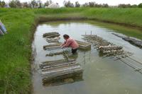 Austernzucht bei Marennes 