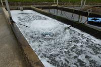 Austernzucht bei Marennes 