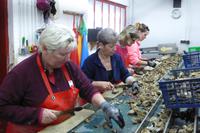 Austernzucht bei Marennes 