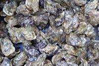 Austernzucht bei Marennes 