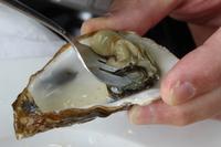 Austernzucht bei Marennes (20)