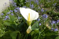 Ile de Ré, Phares des Baleines 