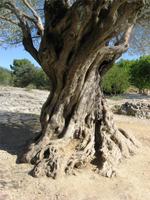 Ein alter Olivenbaum
