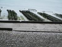 Cancale, Austernbänke