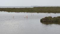 Flamingos in der Camargue