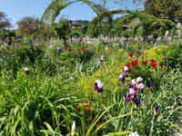 19.5.2018 Giverny Blumengarten 