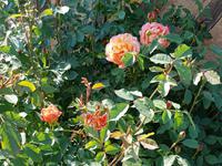 22.5.2018 Jardins du Pays d'Auge 