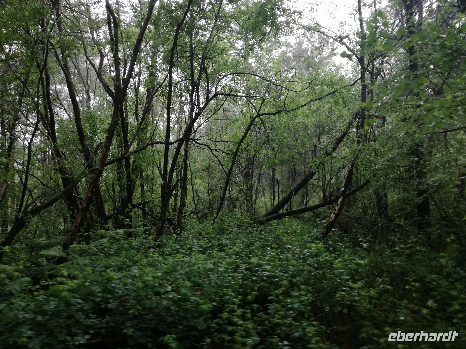 009. Wald von Brocéliande