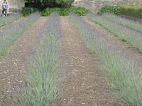 Lavendel in St. Rémy