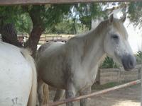 Camargue