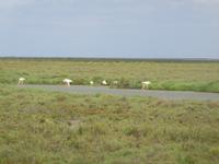 Flamingos, Camargue