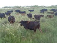 Manade Gilbert Arnaud