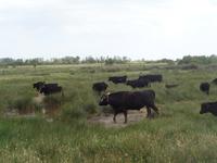 Manade Gilbert Arnaud