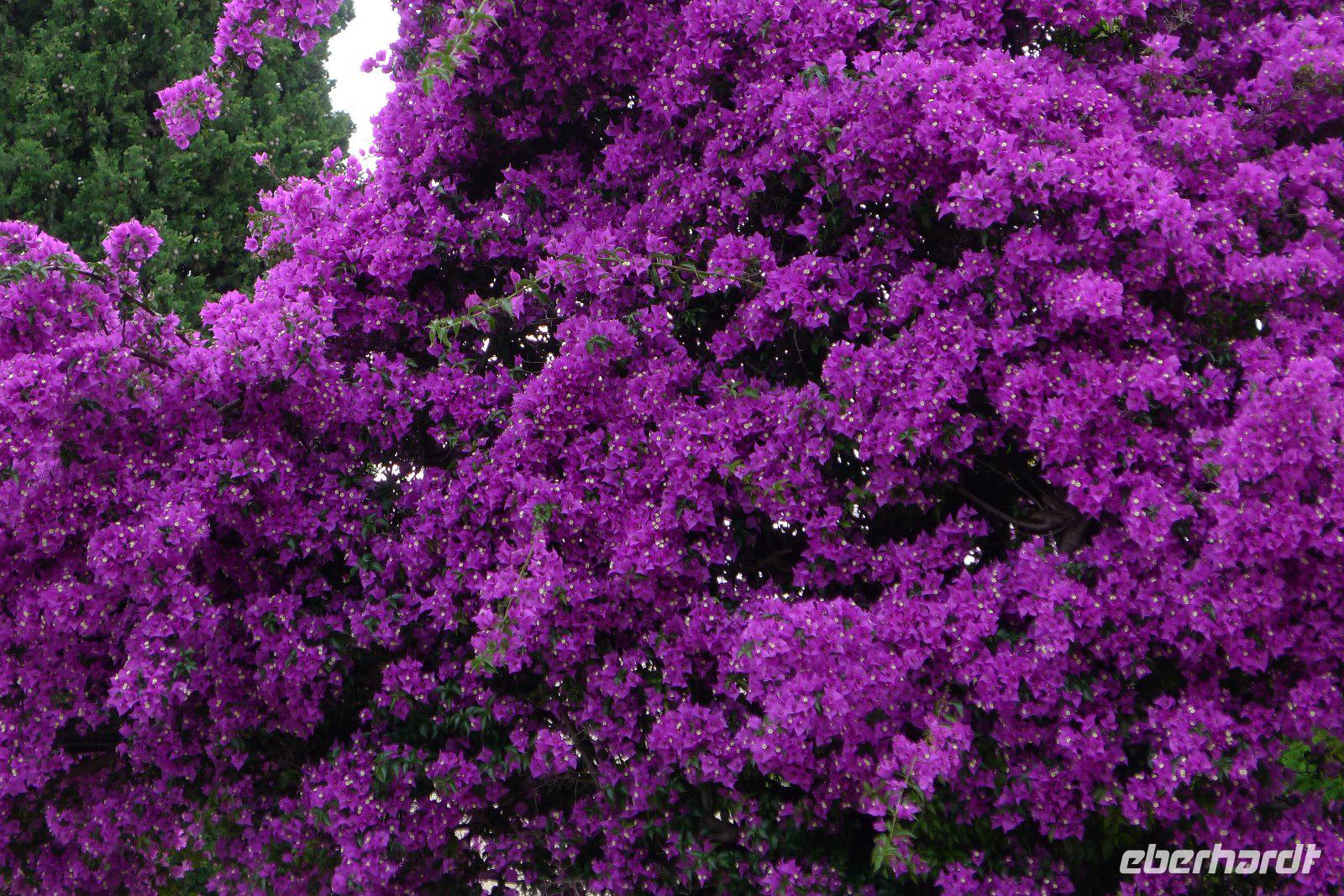 P1200974 Gorges du Verdon u. Moustiers (15)