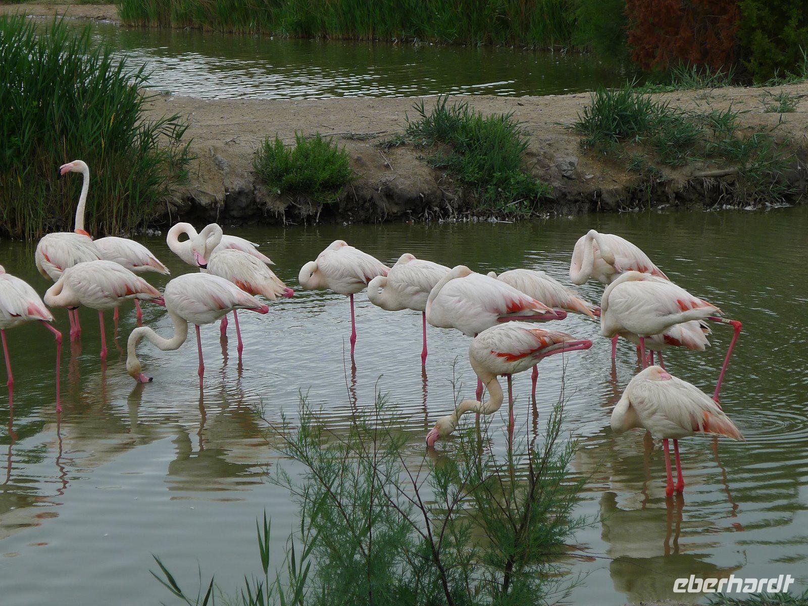 P1210108 Camargue (4)