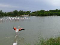 P1210108 Camargue (12)