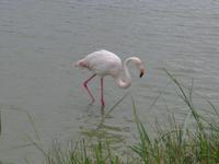 P1210108 Camargue (14)