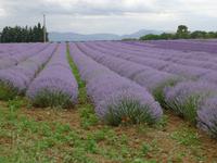 P1210153 Roussillon, Gordes u. Abtei Senanque (69)