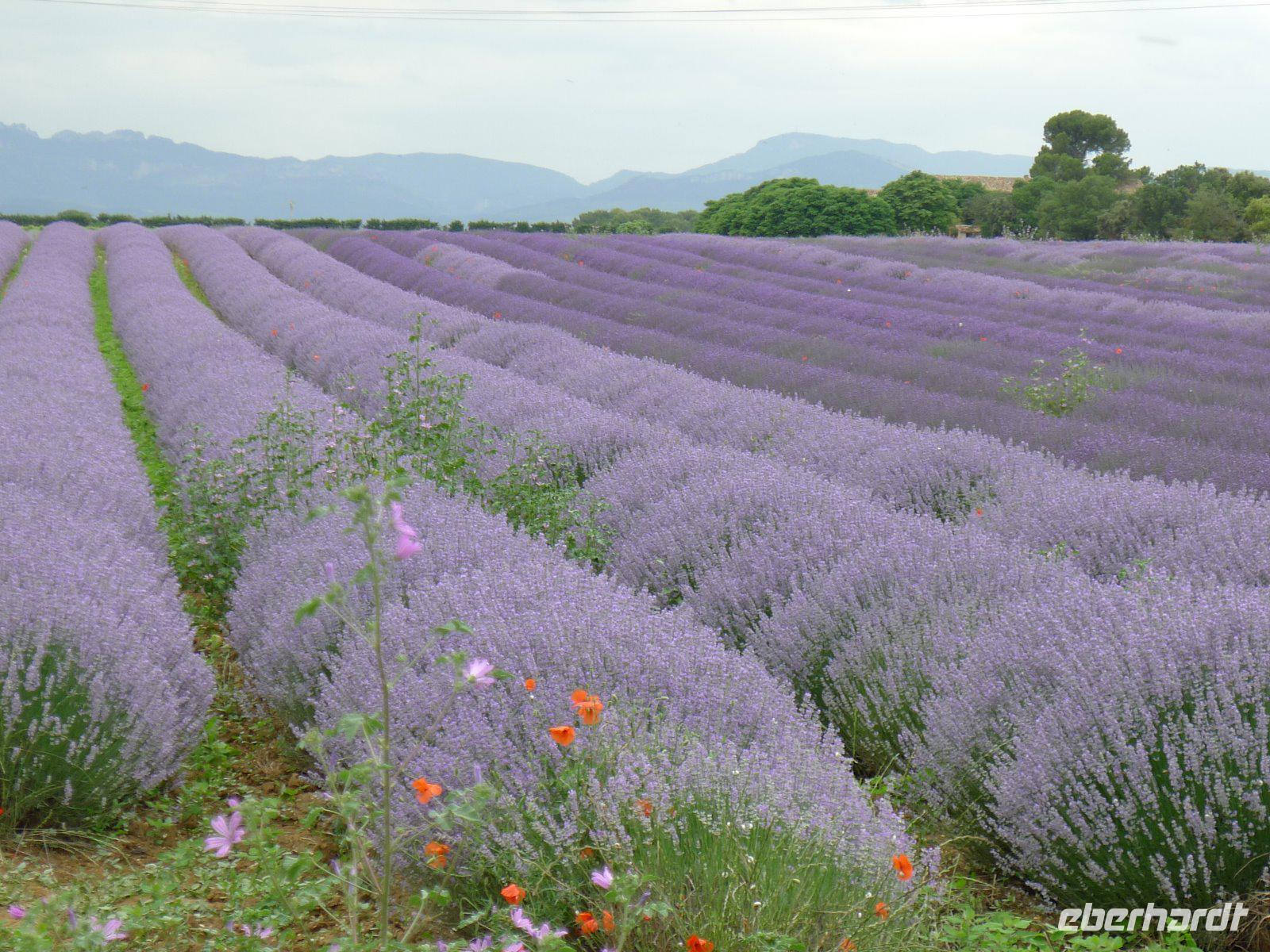 P1210153 Roussillon, Gordes u. Abtei Senanque (71)