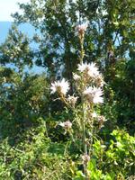 Merkmal der Überweidung