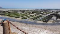 Cancale Austernpark