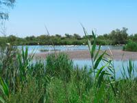 Camargue