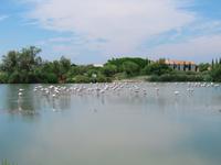 Camargue
