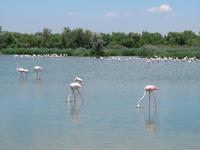 Camargue