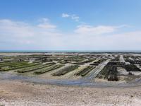 Cancale, Austernpark