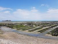 Cancale, Austernpark