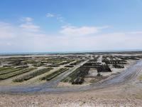 Cancale, Austernpark