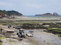 Cancale, Austernpark