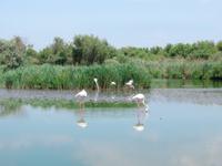 Camargue