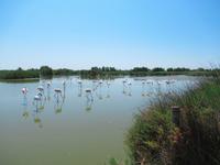 Camargue