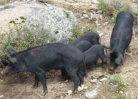 freilaufende Hausschweine