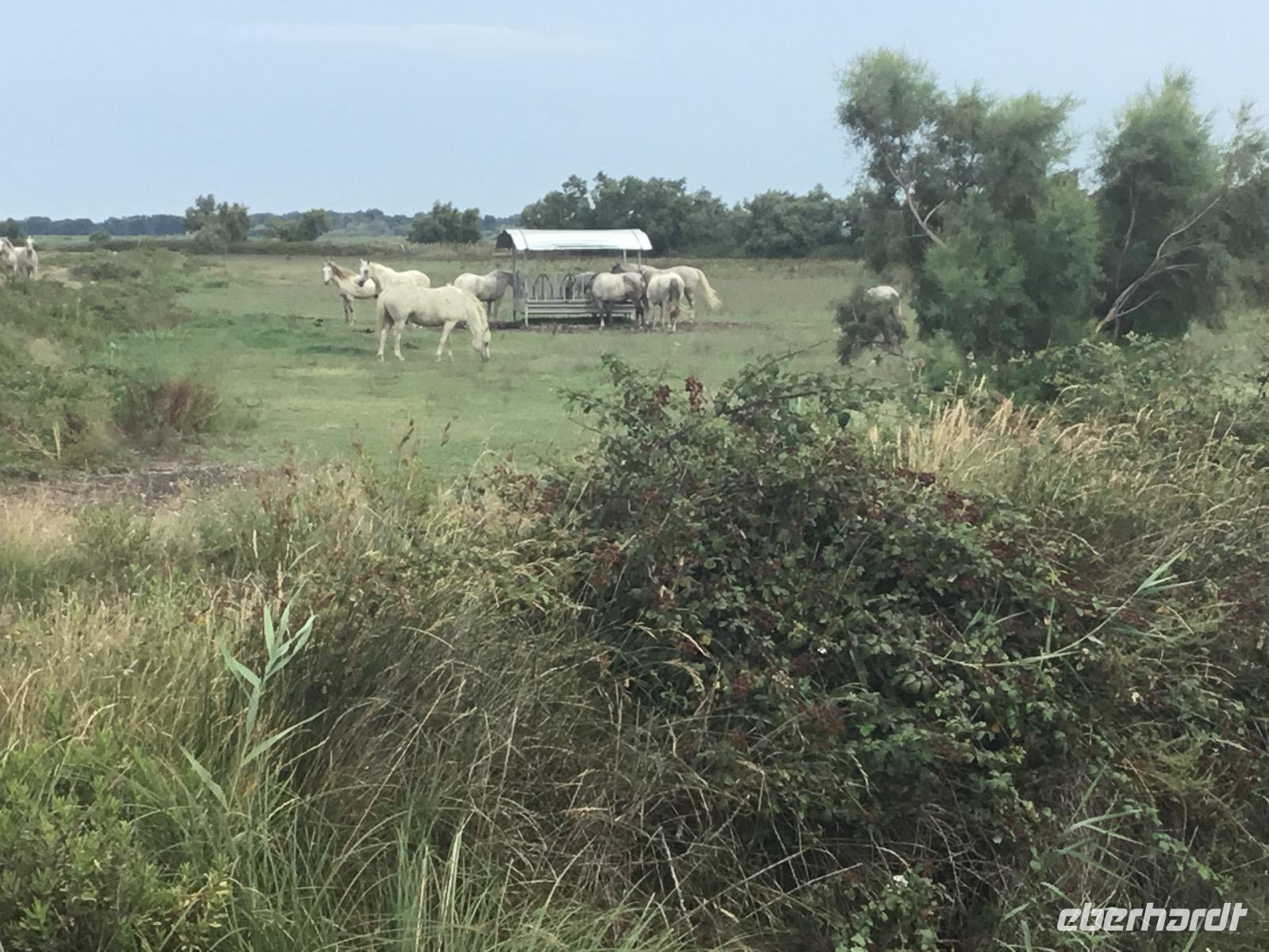 Markenzeichen der Camargue - weiße Pferde